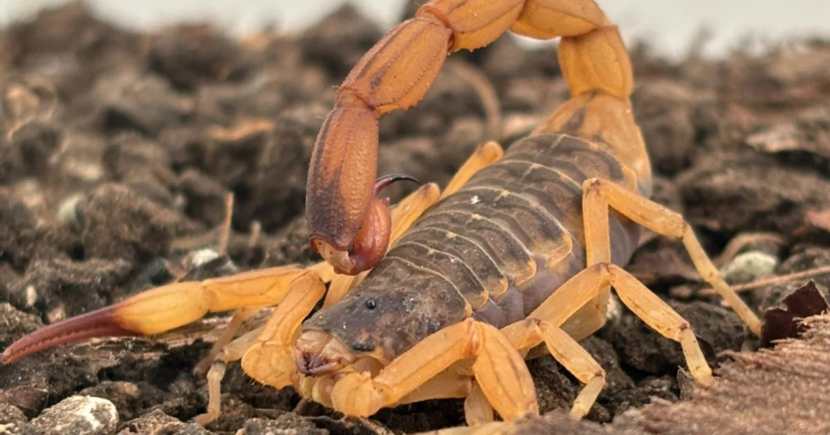 Paraná alerta para aumento de acidentes com escorpiões