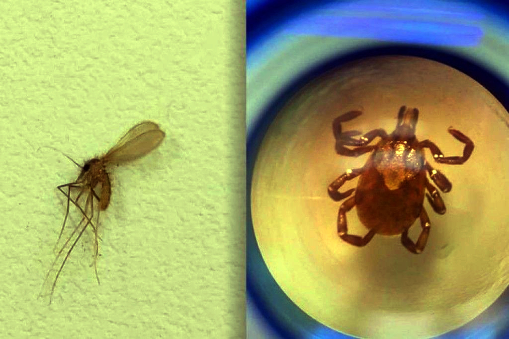 Sesa reforça alerta para prevenção da leishmaniose e febre maculosa